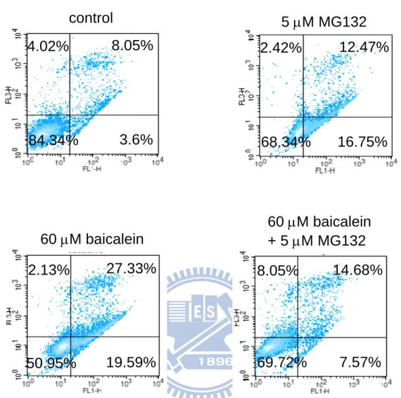 Fig. 8. Effect of MG132 on the apoptosis level in the baicalein-treated BFTC905 cells