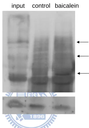 Fig. 9. Ubiquitination of survivin in baicalein-treated BFTC905 cells. The cells were 