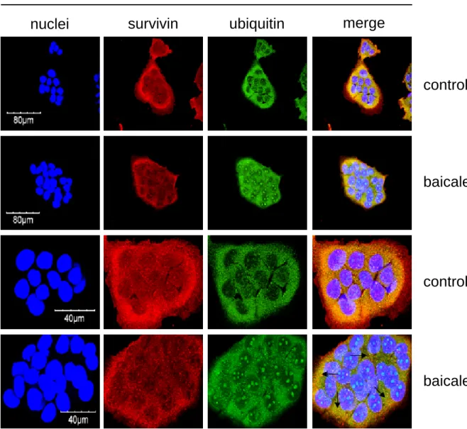 Fig. 10. Effects of baicalein on the co-expression of survivin and ubiquitin proteins in 