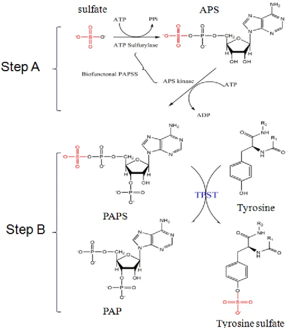 Figure 1.    Scheme for the determination of TPST activity. Isotope-based analysis  ( 35 S)  was  used  for  the  DmTPST  assay  using  PAPS  as  the  sulfuryl  group  donor