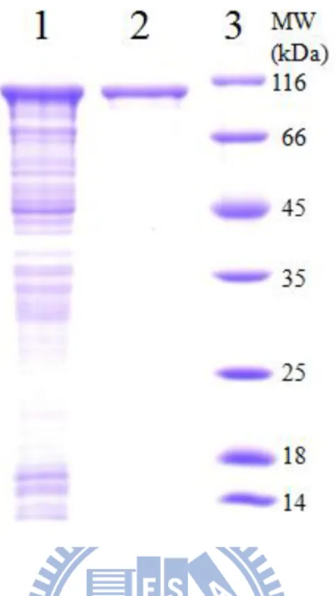 Figure 3. Purification of homogenous recombinant DmTPST 