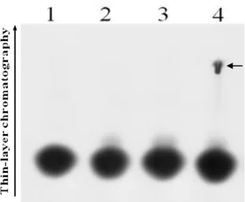 Figure 5. Autoradiography of [ 35 S]-labeled polyEAY catalyzed by DmTPST. 