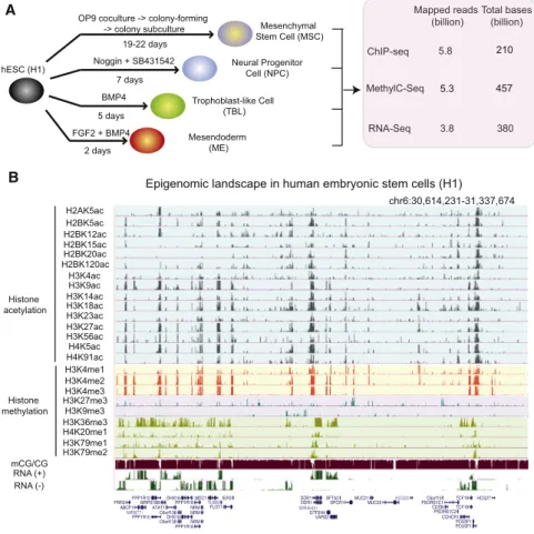 Figure 1. Generation of Comprehensive Epigenome Reference Maps for hESCs and Four hESC-Derived Lineages