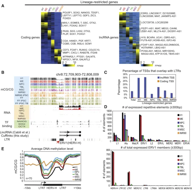 Figure 2. Identification of Lineage-Restricted Transcripts in H1 and H1-Derived Cells