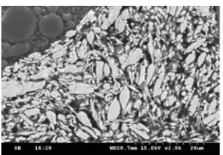 圖 3-5 SEM photo of Silver Paste -C 斷面 