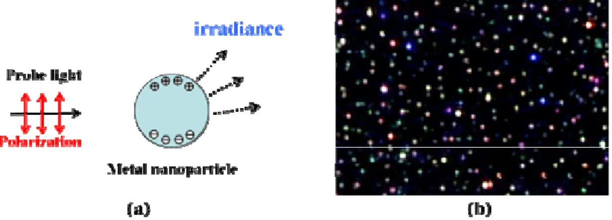 Figure 3.1: (a) Metal nanoparticle is probed by a incident light and then irradiates scattering light