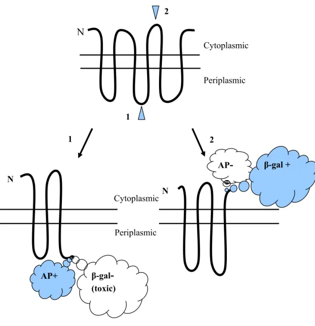 Fig. 3. Use of fusions to analyze membrane protein topology. Fusion of alkaline  phosphatase to a cytoplasmic membrane protein at a periplasmic site (site 1) yields a  hybrid alkaline phosphatase moiety that it is enzymatically active