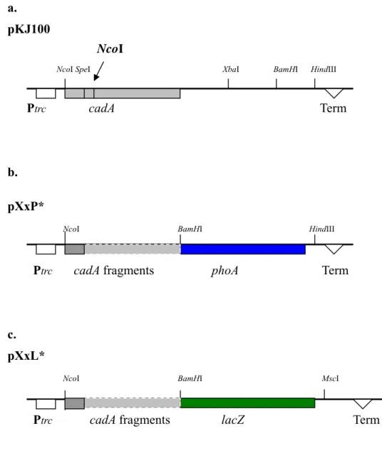 Fig. 5. Constructed plasmids. (a.) The plasmid pKJ100 contains the full-length cadA  gene