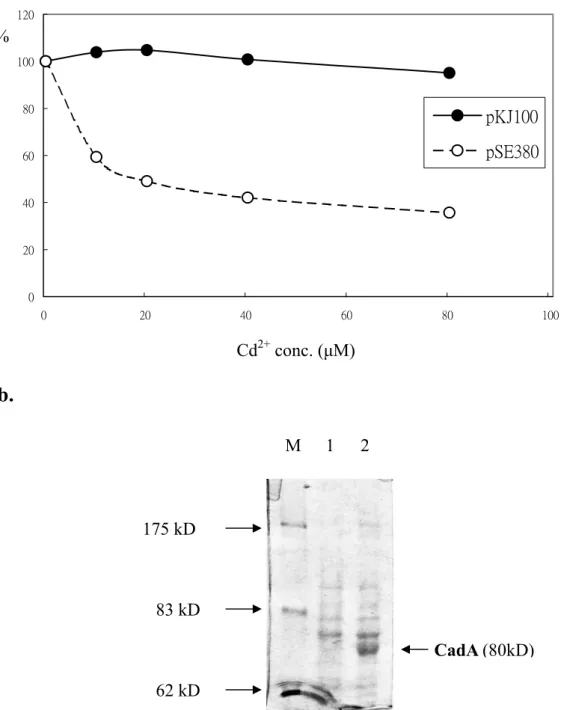 Fig. 6. Cadmium resistance assays and SDS-PAGE analysis of wild-type CadA in  pKJ100. (A) Cadmium resistance assays were performed using E