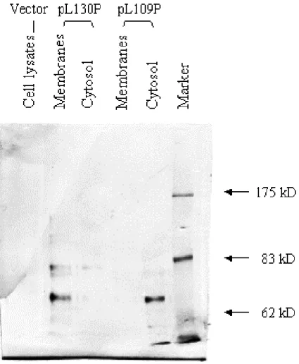 Fig. 7. Determination of the first transmembrane segment of CadA by western blotting. 