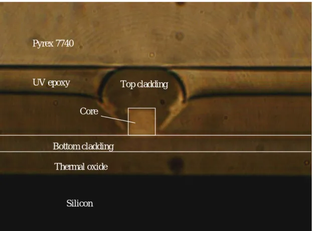 圖 4-5  元件導光照片Core Bottom cladding Thermal oxide UV epoxy Pyrex 7740 Top cladding Silicon 
