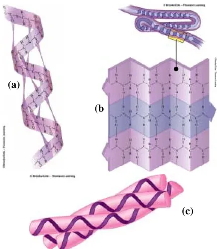 圖 2.5 第二類蛋白質鏈結構 (a) α helices (b) β pleated sheet  (c)Collagen helices  球型蛋白質和纖維型蛋白質均包含著 α helices 和 β pleated  sheet 這兩種結構。但是纖維型蛋白質通常有較多的 α helices，而 球狀蛋白是由很多種第二類結構所混合而成。  蛋白質的第三類結構是一個連續的多胜肽鏈作三維的摺疊，如圖 2.6(a)所示。假如你捲曲一段緞帶成為螺旋型，你就可以得到第二類 結構。假如你將這個捲曲的緞帶捆在生日禮物