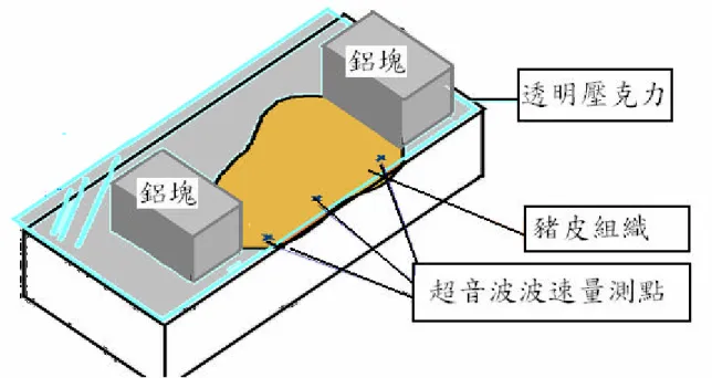 圖 3.2  豬皮組織波速量測示意圖 