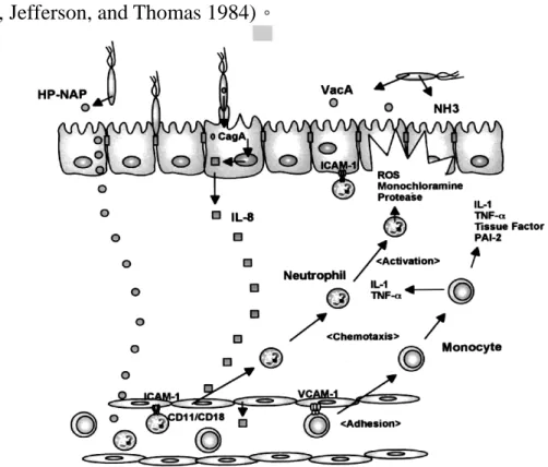 圖 2-3- 2 HP 與 ROS 增加之關係。(摘自 Reactive Oxygen and Nitrogen in Inflammation Free Radical Biology and Medicine (2002): 33, 323-336)