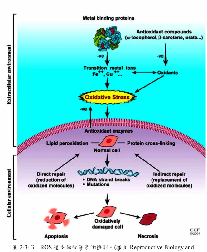 圖 2-3- 3 ROS 造成細胞傷害的機制。(摘自 Reproductive Biology and Endocrinology (2005): 3, 1-21)