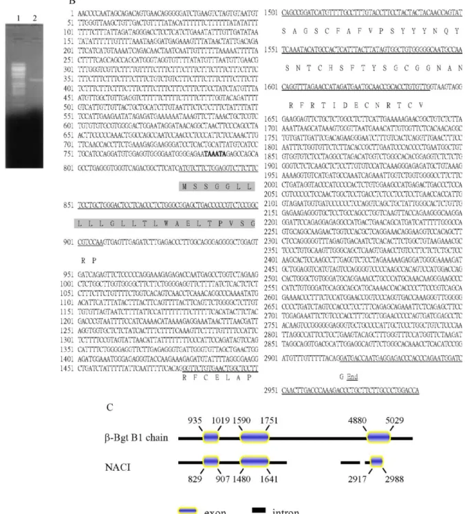 Fig. 6. Organization and nucleotide sequence of NACI gene. (A) Identification and size determination of PCR-amplified genomic DNAs