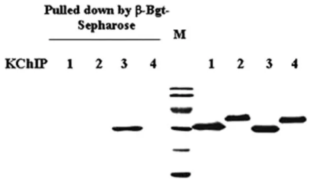 Fig. 5. Pull-down of human KChIP proteins using b-Bgt-Sepharose.