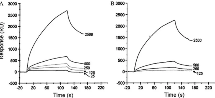 Fig. 6. Representative overlaid sensorgram for kinetic study of b-Bgt binding with KChIP3 measured by a BIAcore X system