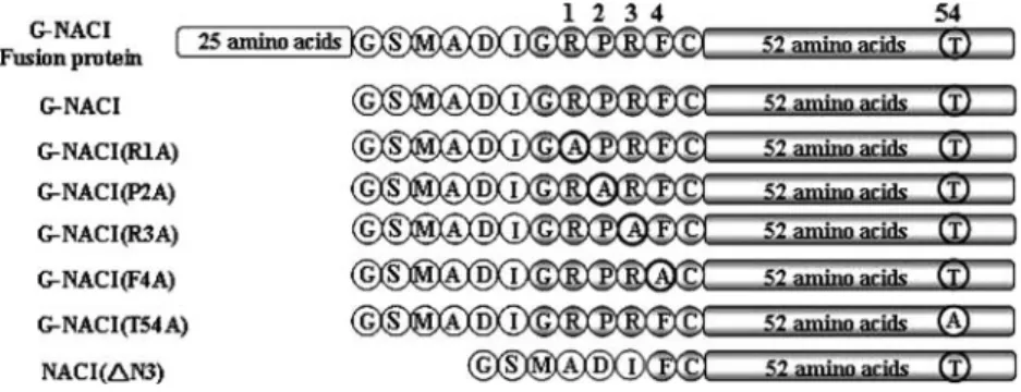 Fig. 1. Schematic drawing showing the NACI mutants. The fused peptide comprises 25 amino acid residues (white box) and the peptide GSMADI (white circles)
