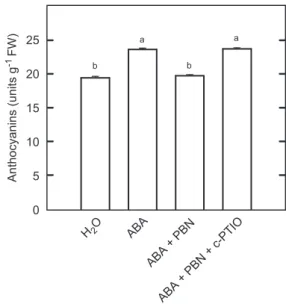 Figure 4. Effect of PBN on anthocyanin content in ABA- ABA-treated rice leaves in the presence or absence of c-PTIO.