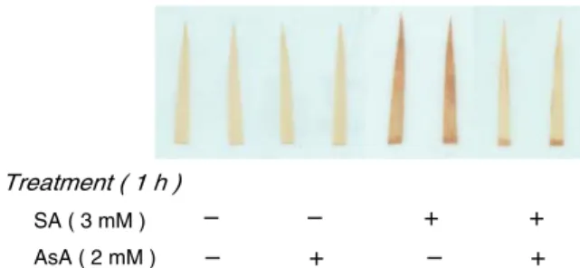 Fig. 2 Histochemical detection of H 2 O 2 with DAB staining (a) and change in mRNA level of OsWRKY45 (b) in rice leaves treated with or without SA