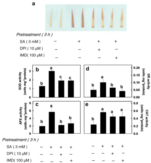 Fig. 5 Effect of DPI and IMD on SA-induced H 2 O 2  -DAB reaction product (a) activities of SOD (b), APX (c), GR (d), and CAT (e) in rice leaves