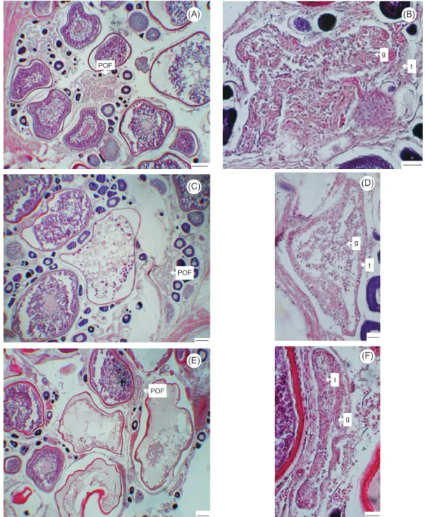 Fig. 4. Postovulatory follicles (POFs) from female sailfish (Istiophorus platypterus) at different stages