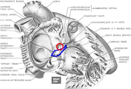 圖 1 心臟中膈處解剖圖(來源: CIBA collection of medial illustration)