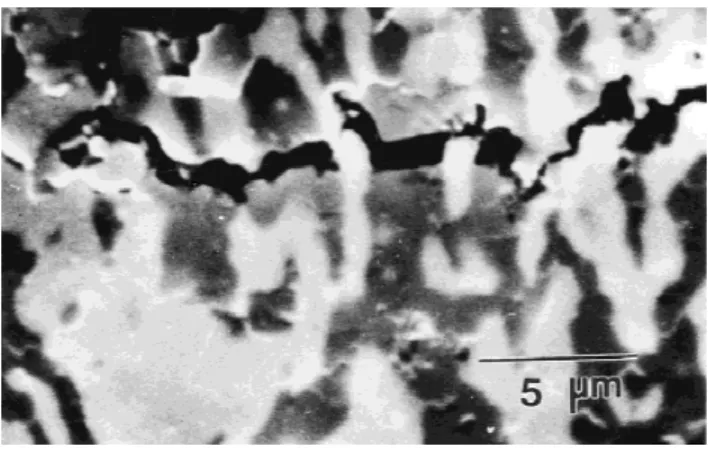 Fig. 6. Interactions between a crack generated by indentation and NiAl grains. The composite contains 50 vol% NiAl