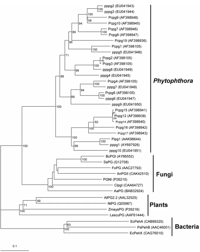 Fig. 2. Phylogenetic analysis of the polygalacturonase genes. The phylogram was generated by the neighbor-joining method as implemented in PAUP* 4.0 beta