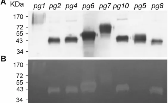 Fig. 5. Symptoms caused by the systemic expression of pppg genes in Nicotiana benthamiana with Potato virus X (PVX) used as the vector