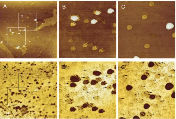 Fig. 2. AFM images of the SARS-CoV treated with hydroxyoctanoic acid. Height image (top row) and phase image (bottom row)