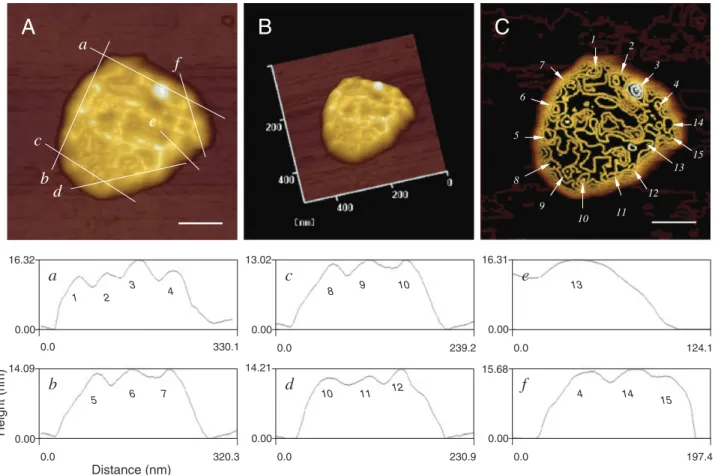 Fig. 5. (A) Two- and (B) three-dimensional AFM images and contour map (C) of a single SARS-CoV virion