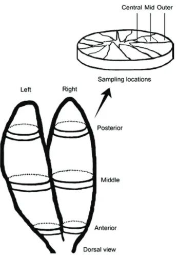 Fig. 2 Schematic of Paciﬁc blueﬁn tuna ovary, showing the location (anterior, middle and posterior) and layer (central, mid and outer) where samples were taken.