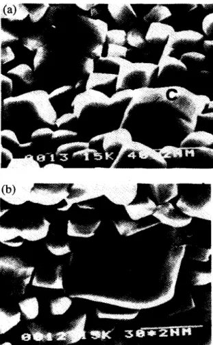 Fig.  6.  Microstructure  of  sintered  DCP  bioceramics  with  addition  of  (a)  7.5  wt.%  and  (b)  12.5  wt.%  NqP20T