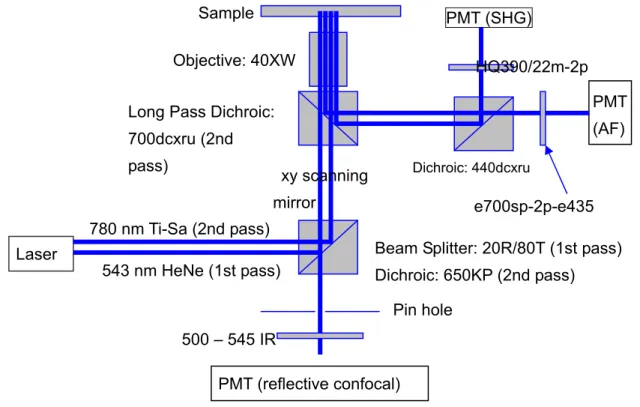 Fig. 1. The instrumentation setup of combined reflective confocal microscopy and multiphoton microscopy