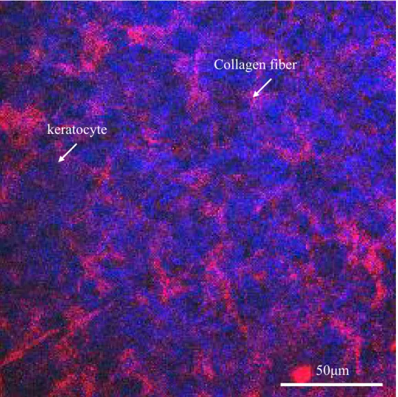 Fig. 4. The combined reflective and multiphoton imaging of normal porcine cornea at depth of 10µm below epithelium