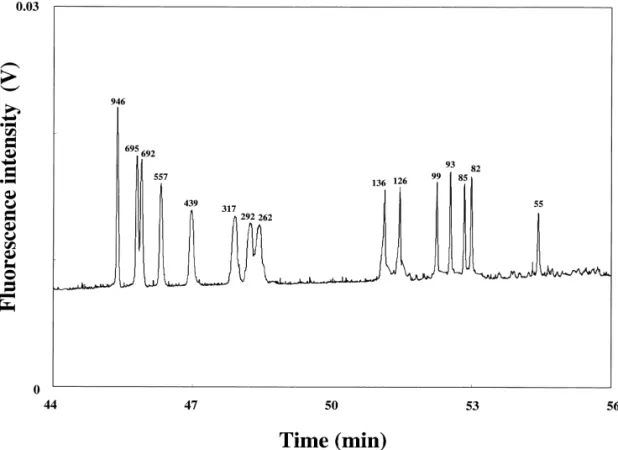 Fig. 2. Separation of a 100-fold diluted GeneScan 1000 ROX sample in the presence of EOF at 334 V/ cm using 1.5% PEO prepared in 200 mM Tris-borate (TB) buffers, pH 9.0