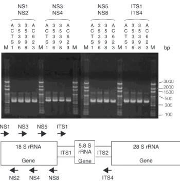 Figure  3.  Anatomy  microscopic  characteristics  of  Antrodia  cinnamomea  (A) ACTS1  (B)  AC0623 (C) BCRC 35396 (D) BCRC 35398 on M25 agar (×50).