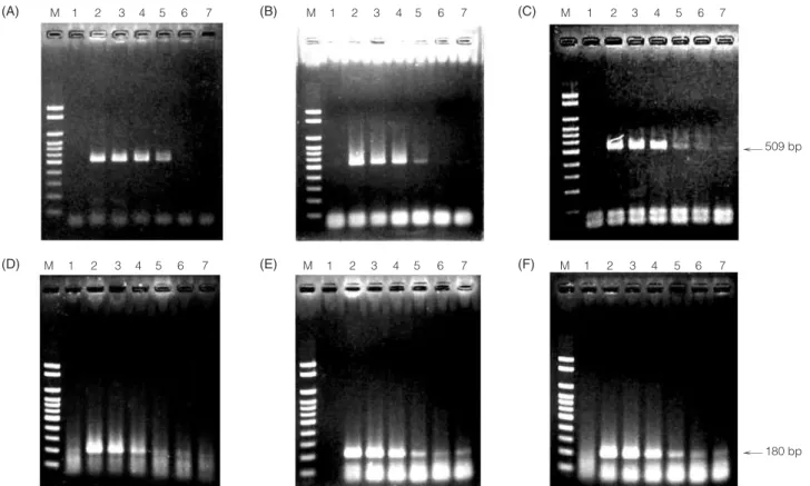 Figure 3. Nested PCR detection limit of RRS with 0.2 µM of primers. Lane M, Bio-100 TM ladder; Lane 1, blank; Lane 2~7, 0.5, 0.25, 0.05, 0.025, 0.005 and 0.0025 ng genomic DNA of RRS, respectively