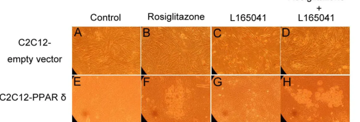 Figure 1. Ligand-induced morphological alterations and accumulation of lipid droplets