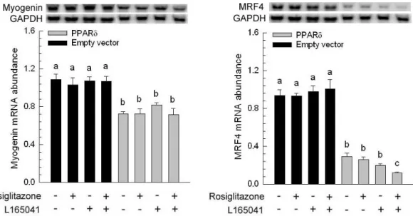 Figure 3. Expression of myogenic marker genes. After confluence, C2C12 myocyte with empty  vector (Empty vector) and C2C12 expressing porcine peroxisome proliferator-activated receptor δ  (PPAR  δ) were cultured for 10 d