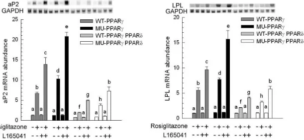 Figure 4. Expression of adipogenic marker genes. After confluence, C2C12 expressing wild-type  porcine PPAR γ (WT-PPAR γ), C2C12 expressing mutated porcine PPAR γ (MU-PPAR γ), C2C12  expressing wild-type porcine PPAR γ and PPAR δ (WT-PPAR γ PPAR δ) and C2C