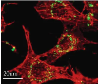 Figure 1. TEM images of the as-synthesized FITC-MSNs prepared at 40