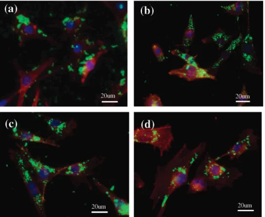 Figure 3. Time-course confocal images of 3T3-L1 cells labeled with FITC-MSNs (green emitting), cell skeleton was stained with rhodamine phalloidin (red), and cell nucleus with DAPI (purple)