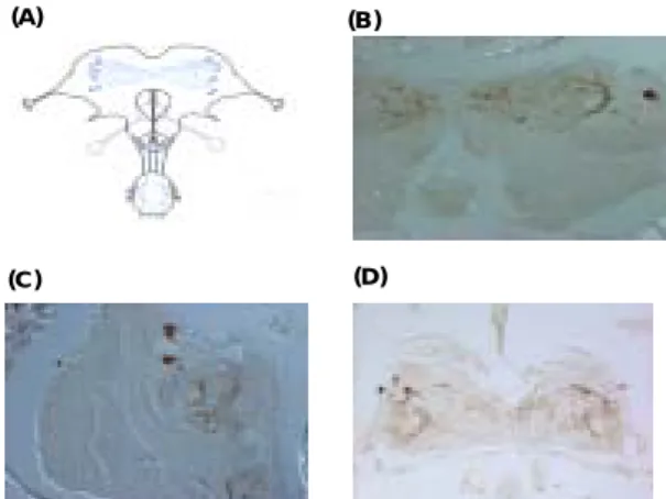 圖 六 、 (A). Pseudogate (B) Reproductive  nymph  以及 (C) Solider 三種職務之白蟻  anti-PDF  免疫染色結果示意圖；(D) Solider  切片，腦部表現 PDF 之細胞與軸突。