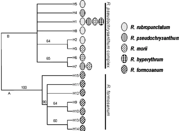 Fig. 2. Phylogenetic parsimony tree for chloroplast DNA haplotypes detected in nine populations of Wve  Rhododendron species