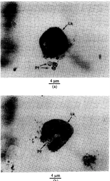 Figure  13  Optical  microscopic  observation  of  small  SDCP  grains  digested  by  leucocytes