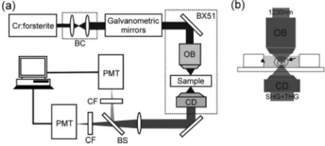 Fig. 1 共a兲 The scheme of the laser-scanning higher-harmonic optical microscope 共HOM兲 system
