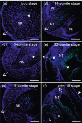 Fig. 2 Long-term in vivo observation of the brain development in the same zebrafish embryo from the bud stage to the prim-15 stage